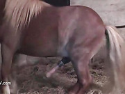 Красавчик пони имеет хозяйку с лошадиным хвостом