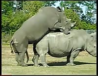 Анальная сцена носорогов в Южной Африке